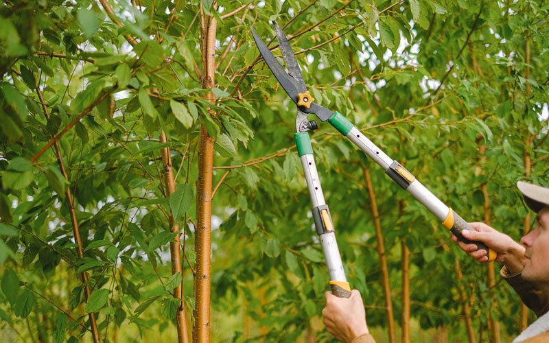 Tree trimming in Glendale, AZ